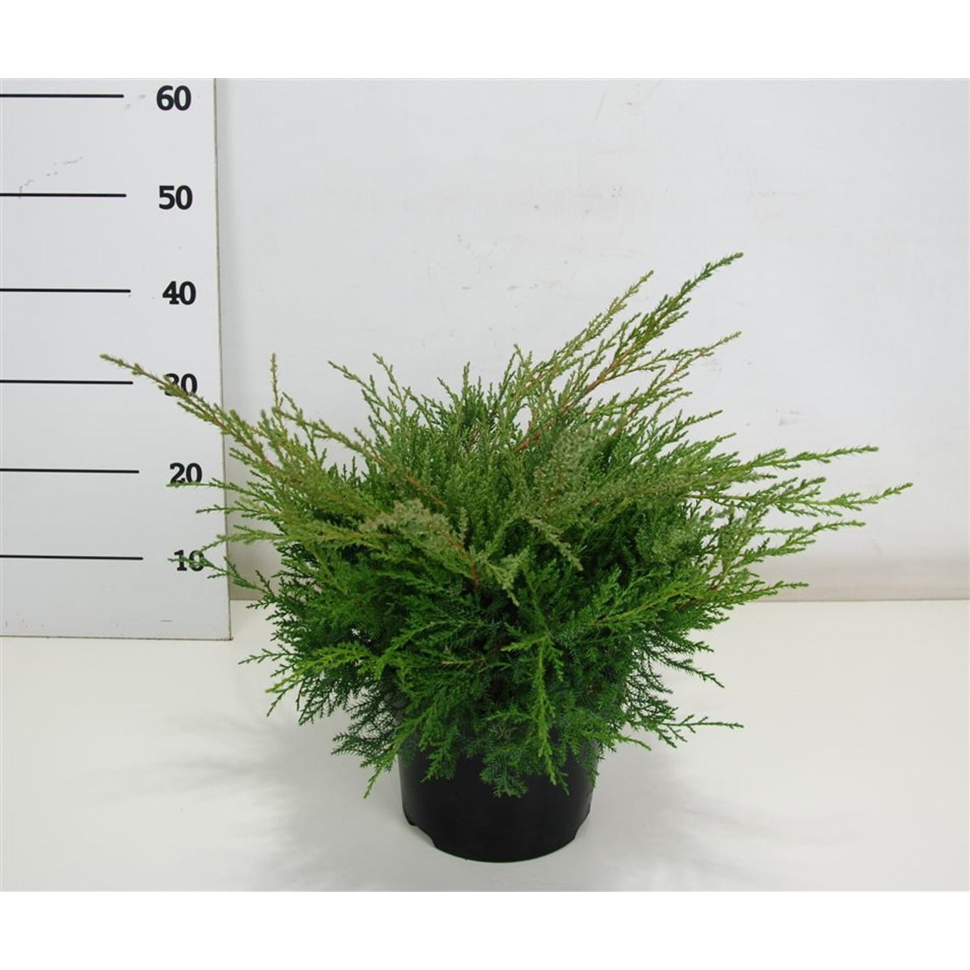 Pfitzer-en – Juniperus pfitzeriana 'Pfitzeriana Compacta' - C5 30-40 CM